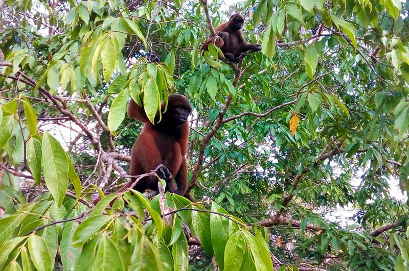 Woolly monkeys perched on tree branches in the Peruvian Amazon rainforest, showcasing their social behavior and natural habitat surrounded by lush tropical vegetation.