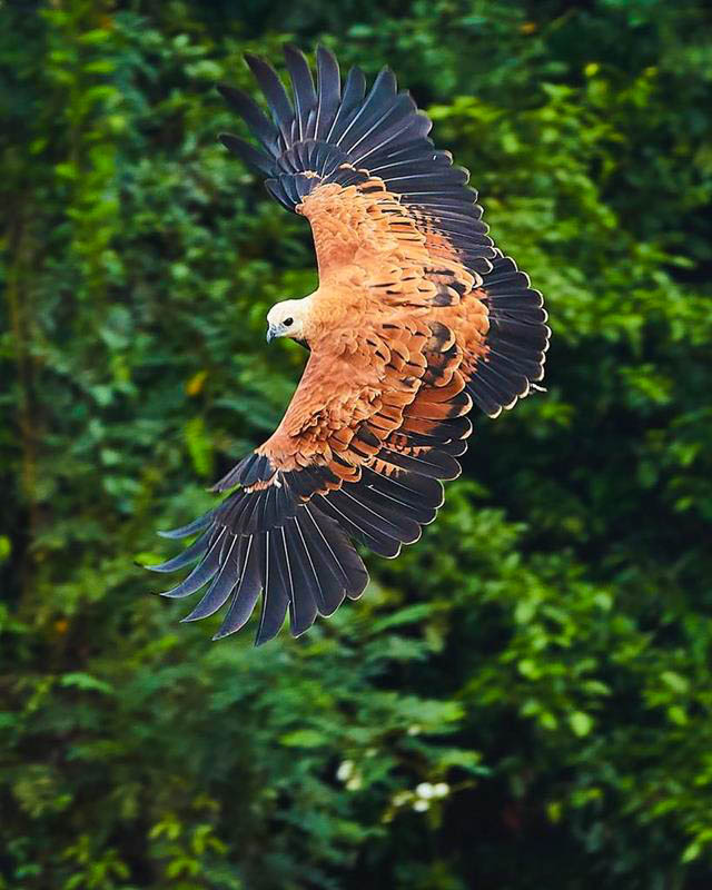 Black-collared hawk, displaying its striking black collar and sharp features — ideal for birdwatching and wildlife photography enthusiasts