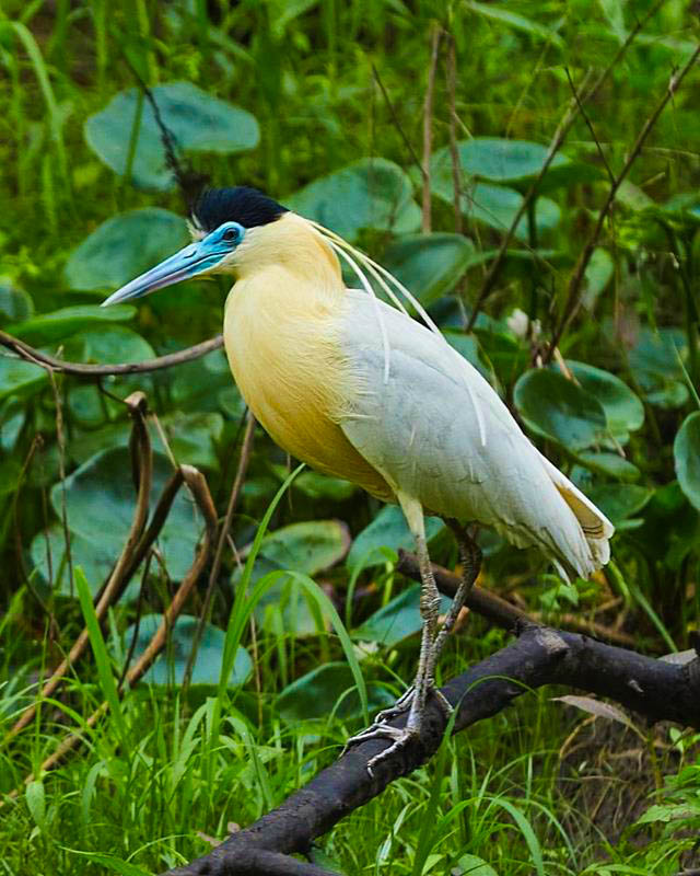 Capped heron perched on a branch over a rainforest stream, showcasing its distinctive black and white plumage and serene natural habitat