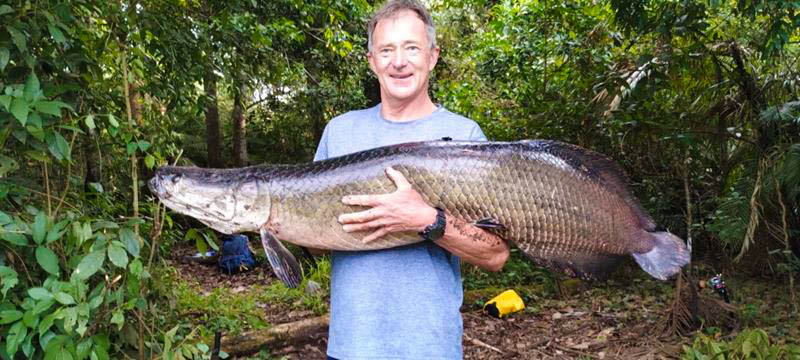 Fisherman holding a huge arapaima (paiche), one of the largest freshwater fish in the world, caught in an Amazon rainforest river