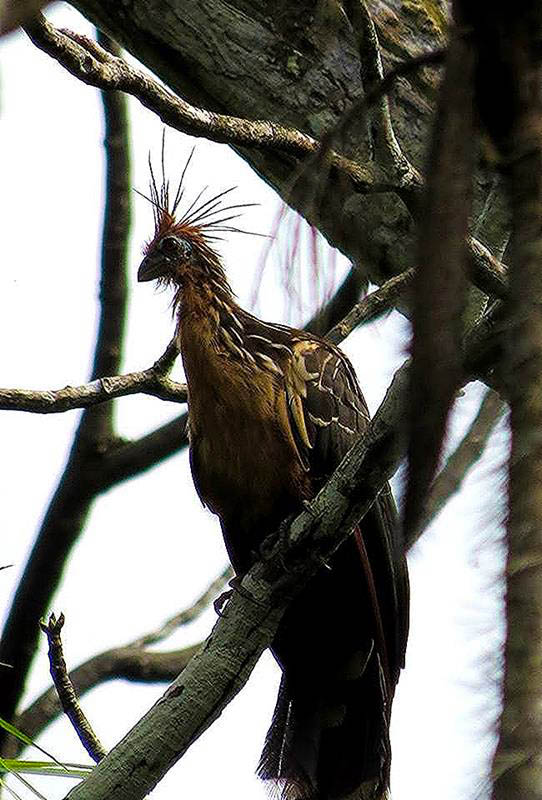 Hoatzin perched on a branch in the Amazon rainforest, showing its distinctive plumage and crest