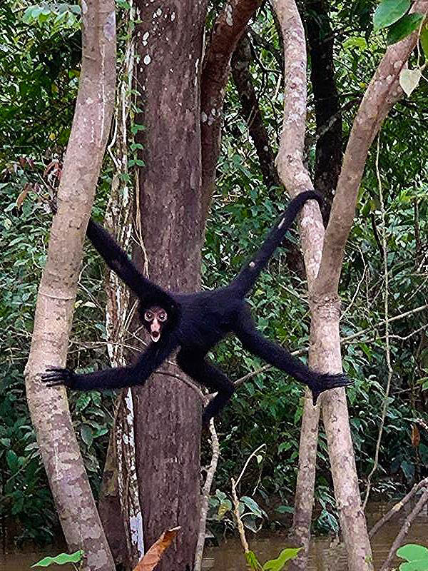 Lack spider monkey (Ateles paniscus) hanging between tree branches in the tropical rainforest