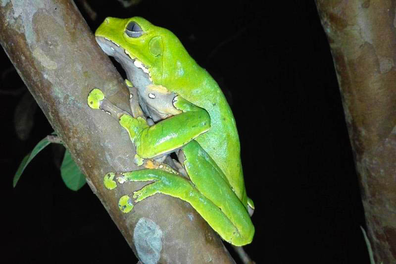 Monkey frog sitting on a branch, showing its vibrant green color and distinctive features in a natural rainforest setting