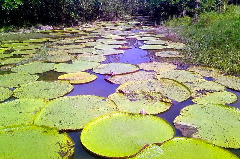 Giant Victoria Amazonica lily pads floating on calm water in the Peruvian Amazon, surrounded by lush rainforest, showcasing unique aquatic plants of the Amazon basin.