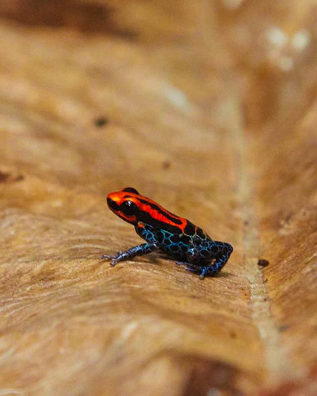 Olorful poison dart frog on a tropical rainforest leaf