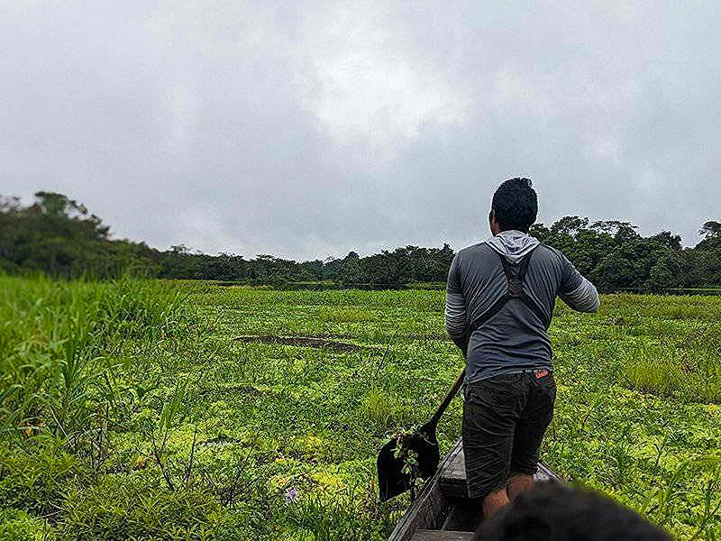 Person in a boat navigating a lake full of aquatic plants, surrounded by lush tropical vegetation in the Peruvian Amazon