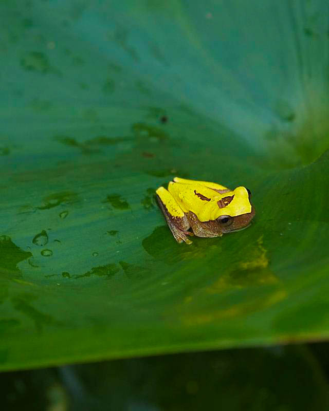 Polkadot treefrog on a tropical leaf in the rainforest