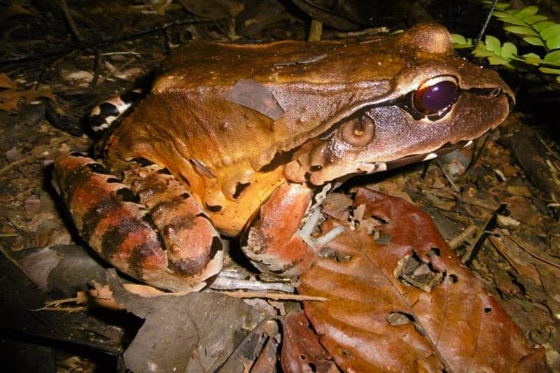Jungle smoky frog resting on a leaf in the Amazon rainforest, close-up of the amphibian’s natural habitat surrounded by lush green vegetation in Peru.