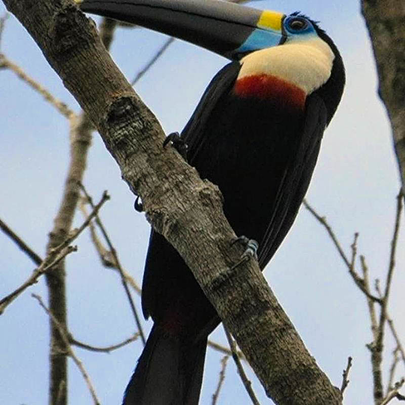 White-throated toucan perched on a branch in the tropical rainforest