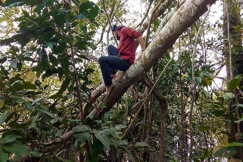 Tourist walking among the massive roots of a Ficus tree in the Peruvian Amazon, exploring the lush rainforest and unique tropical tree formations at Antares Amazon Lodge.